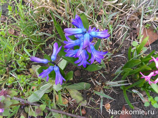 Eva1949 - Дом мечты-души моей воспоминания; 1Abrikoska - Мой гостеприимный дом