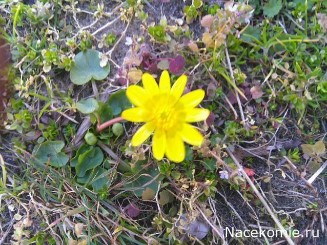 Eva1949 - Дом мечты-души моей воспоминания; 1Abrikoska - Мой гостеприимный дом