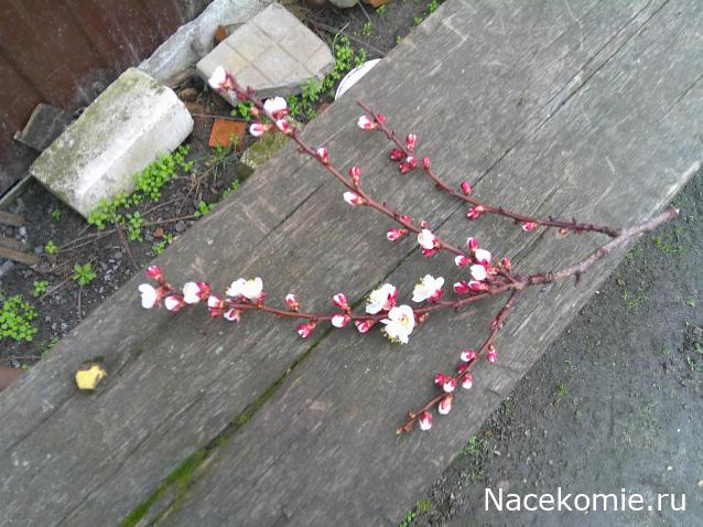 Eva1949 - Дом мечты-души моей воспоминания; 1Abrikoska - Мой гостеприимный дом