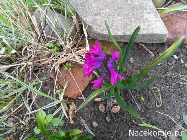 Eva1949 - Дом мечты-души моей воспоминания; 1Abrikoska - Мой гостеприимный дом