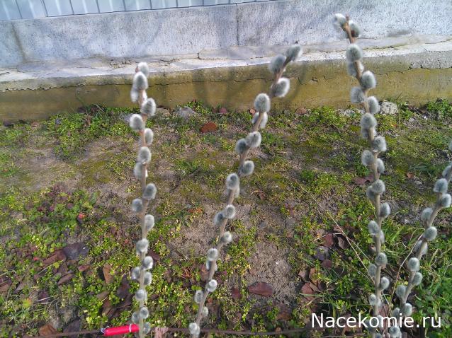 Eva1949 - Дом мечты-души моей воспоминания; 1Abrikoska - Мой гостеприимный дом