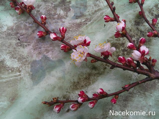 Eva1949 - Дом мечты-души моей воспоминания; 1Abrikoska - Мой гостеприимный дом