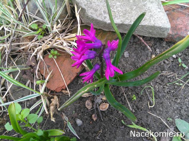 Eva1949 - Дом мечты-души моей воспоминания; 1Abrikoska - Мой гостеприимный дом