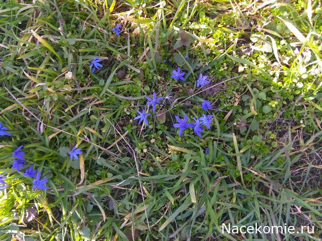 Eva1949 - Дом мечты-души моей воспоминания; 1Abrikoska - Мой гостеприимный дом