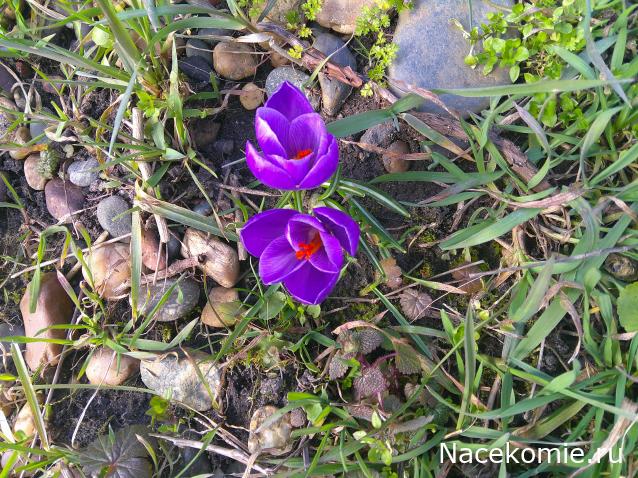 Eva1949 - Дом мечты-души моей воспоминания; 1Abrikoska - Мой гостеприимный дом