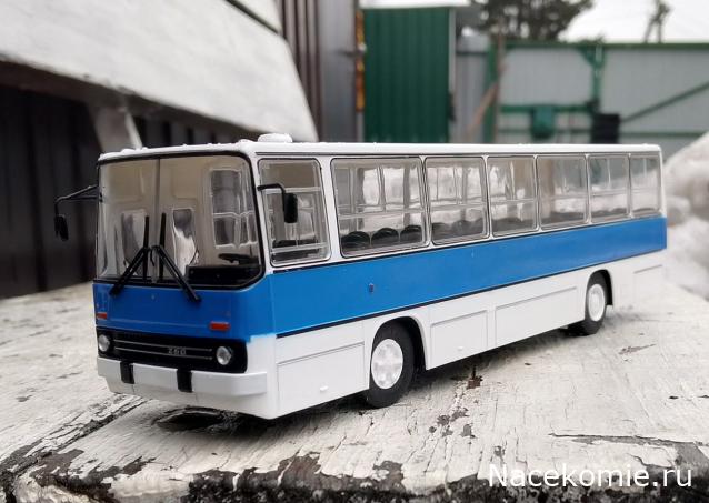 Наши Автобусы №81 - Икарус-260.51