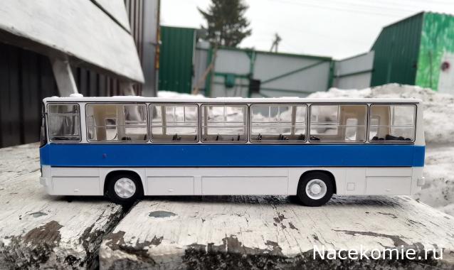 Наши Автобусы №81 - Икарус-260.51