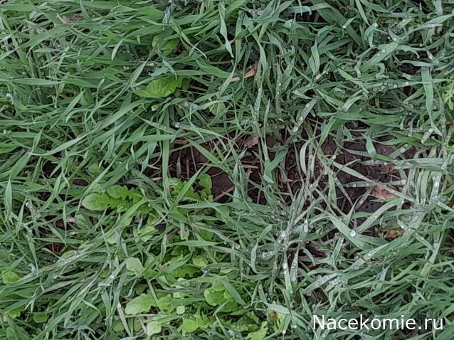 Liana65-Snegana - Мой будущий дом и его обитатели.