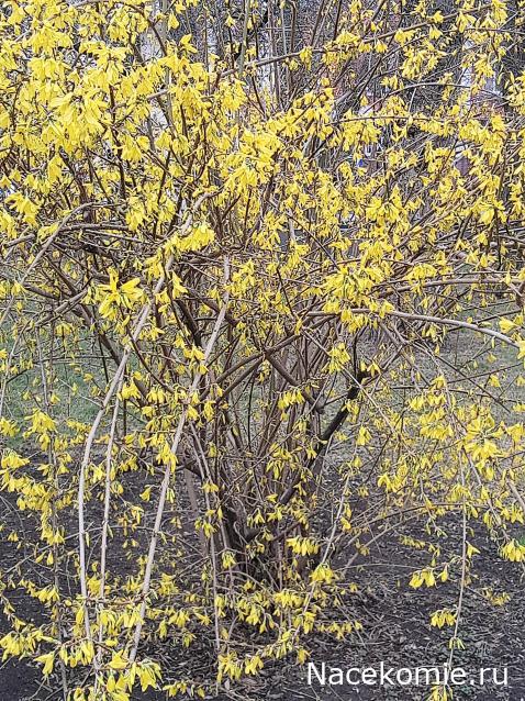 Liana65-Snegana - Мой будущий дом и его обитатели.