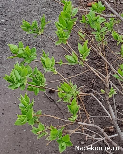 Liana65-Snegana - Мой будущий дом и его обитатели.