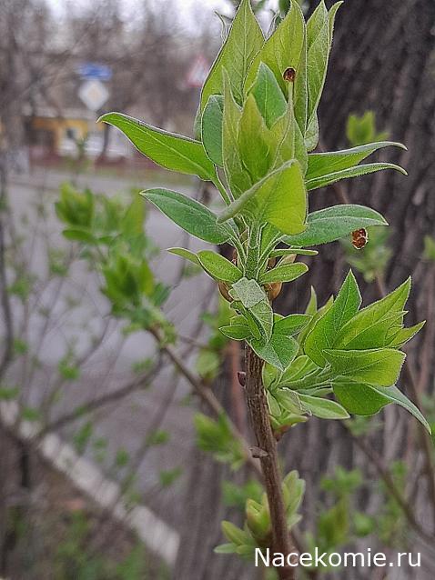 Liana65-Snegana - Мой будущий дом и его обитатели.