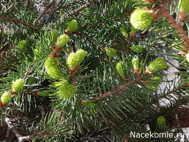 Liana65-Snegana - Мой будущий дом и его обитатели.