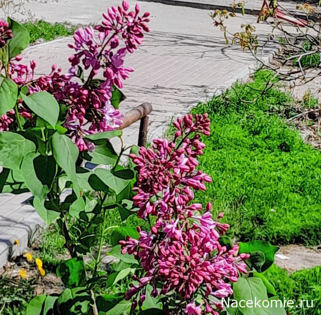 Liana65-Snegana - Мой будущий дом и его обитатели.