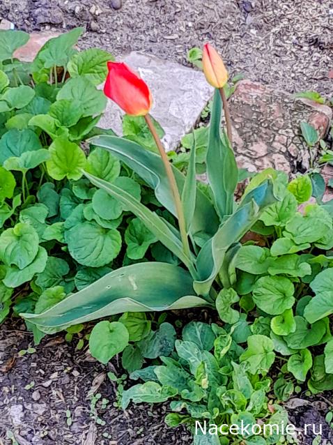 Liana65-Snegana - Мой будущий дом и его обитатели.