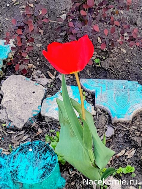 Liana65-Snegana - Мой будущий дом и его обитатели.