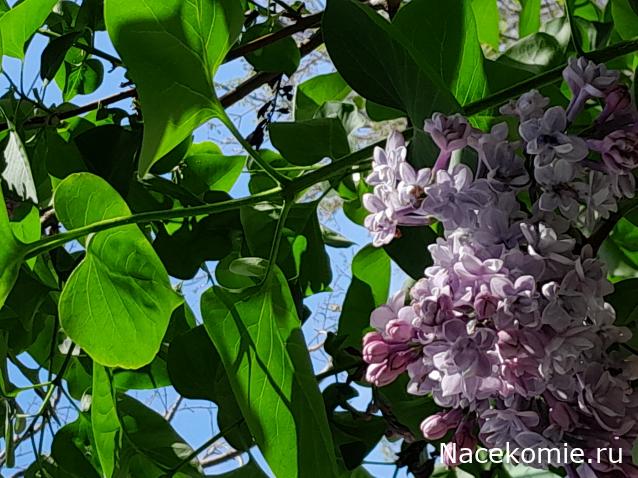 Liana65-Snegana - Мой будущий дом и его обитатели.