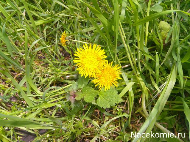 Eva1949 - Дом мечты-души моей воспоминания; 1Abrikoska - Мой гостеприимный дом