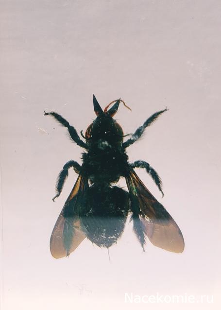 Коллекция zhuki