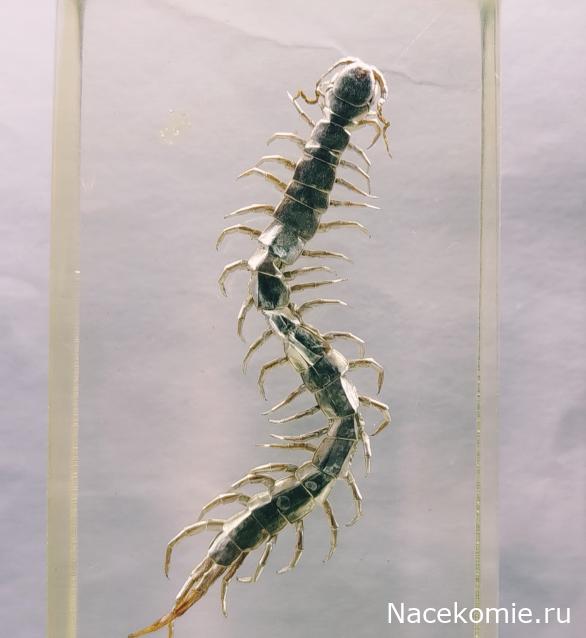 Коллекция zhuki