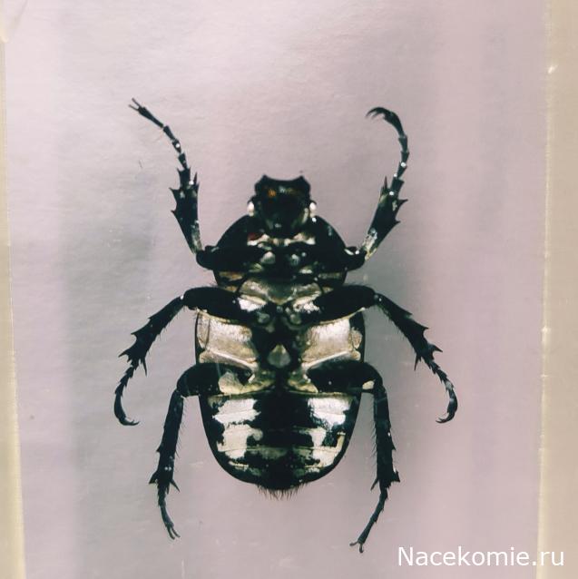 Коллекция zhuki