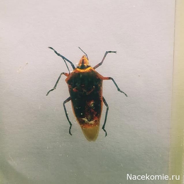 Коллекция zhuki