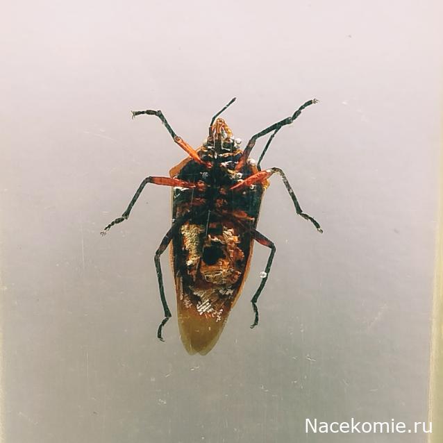 Коллекция zhuki
