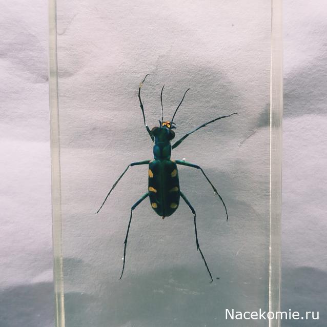 Насекомые №58 - Жук-скакун (Cicindelidae)