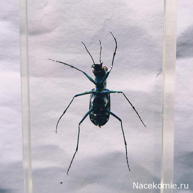 Коллекция zhuki
