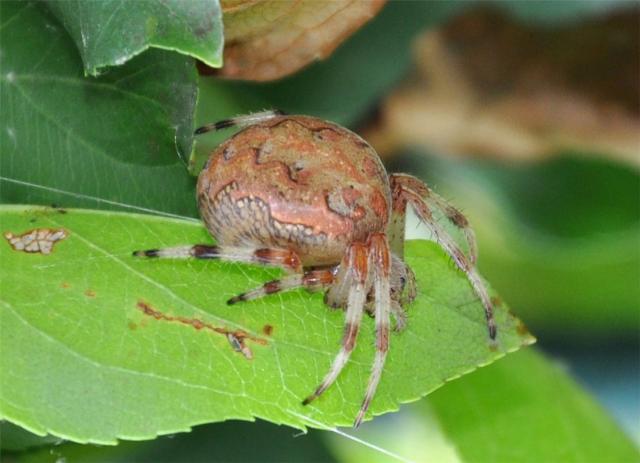 Фото насекомых (не из журнала)