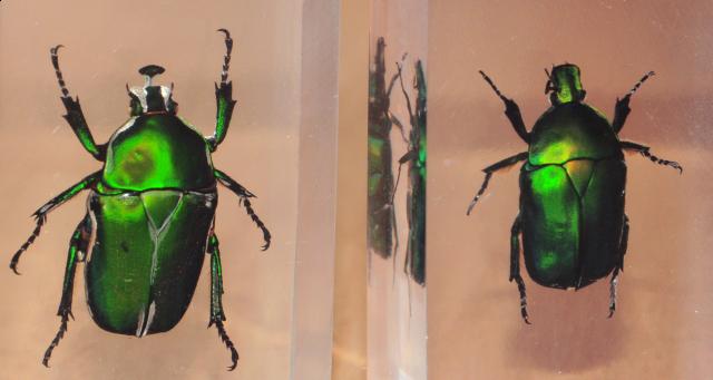 Насекомые №12 Бронзовка (Protaetia sp) фото, обсуждение