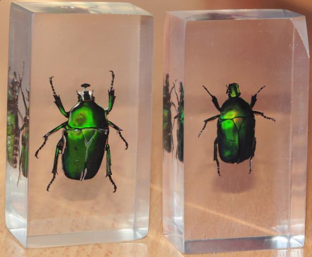 Насекомые №12 Бронзовка (Protaetia sp) фото, обсуждение