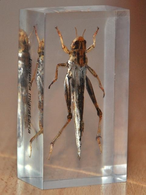 Насекомые №6 Перелетная саранча (Locusta migratoria) фото, обсуждение