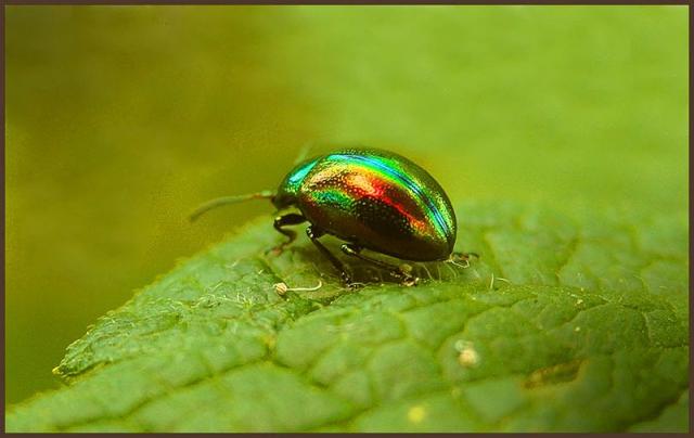 Фото насекомых (не из журнала)