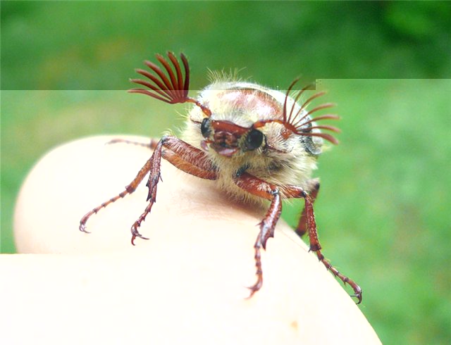 Фото насекомых (не из журнала)