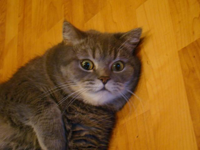 Фото кошек)))))