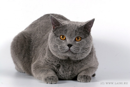 Фото кошек)))))