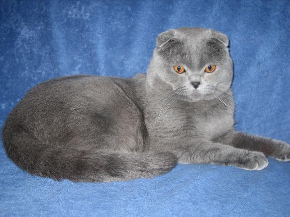 Фото кошек)))))