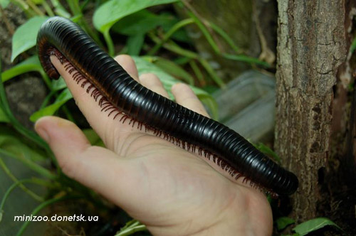 Фото насекомых (не из журнала)