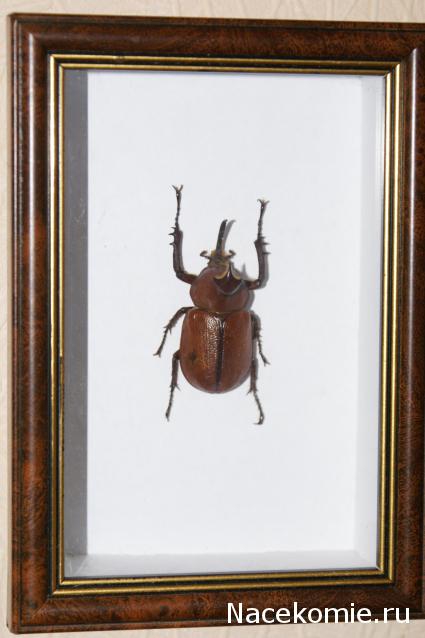 коллекция kombain82