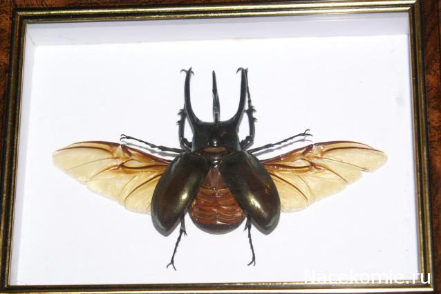 коллекция kombain82