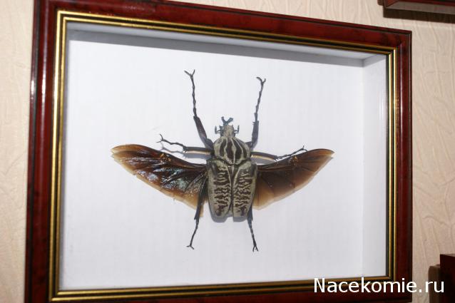 коллекция kombain82