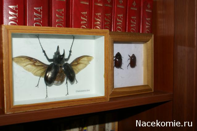 коллекция kombain82