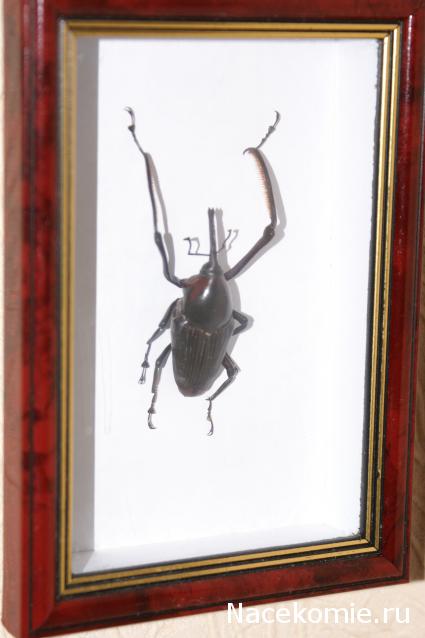 коллекция kombain82