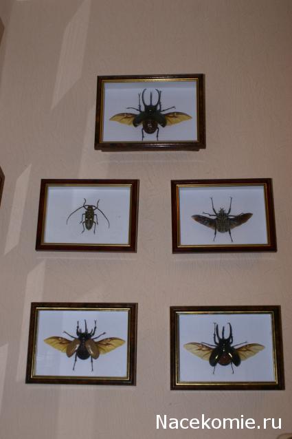 коллекция kombain82