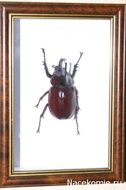 коллекция kombain82