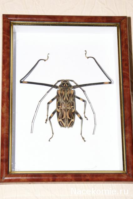 коллекция kombain82