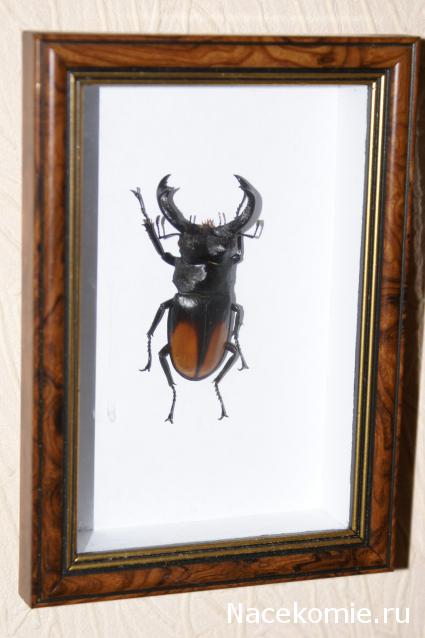 коллекция kombain82