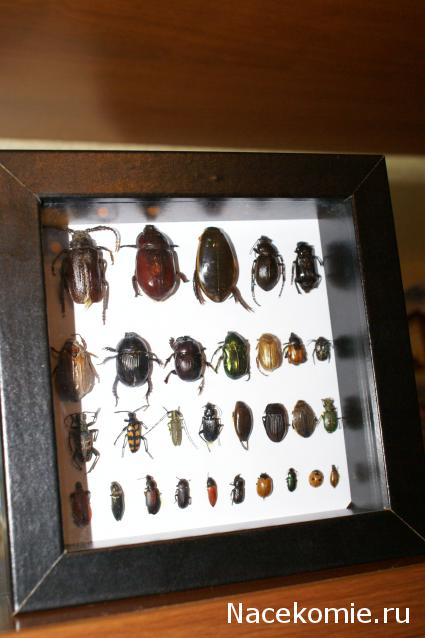 коллекция kombain82