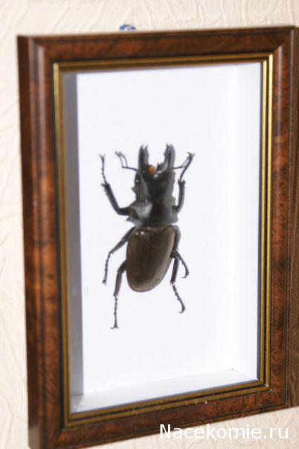 коллекция kombain82