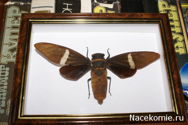 коллекция kombain82